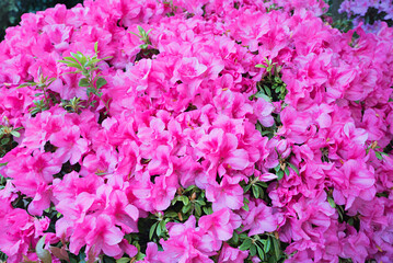 bush with pink azalea blossoms, full bloom