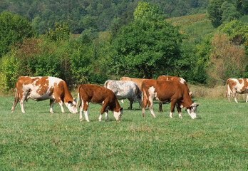 Cows grazing on a green grass meadow in summer 