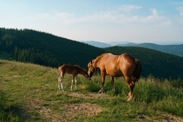 A brown bay horse with a long tail and a foal with a blemish graze among a meadow on mountain...