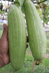 Sponge gourd on farm for harvest