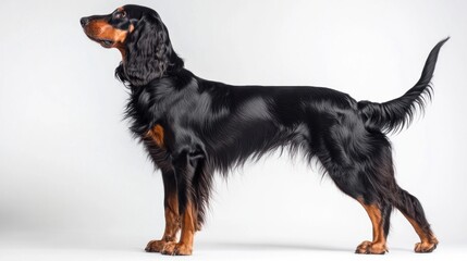 A side profile of a sleek black and brown dog standing against a plain background.
