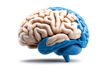 Aging brain, brain scans, early detection of cognitive decline can lead to more effective interventions