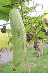 Sponge gourd on farm for harvest