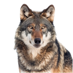 Fototapeta premium wolf isolated on white