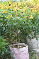 Tecomaria capensis flower plant on nursery
