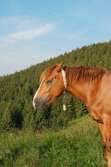 Obraz premium A vertical image of a brown bay horse with a long mane, blemish and a bell on its neck is grazing among meadow on the forest. Concept animal farm, red thoroughbred horse, breed horses, chestnut horse