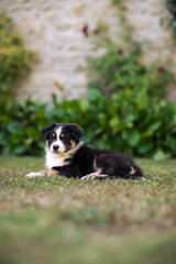 Tricolor black and white puppy australian shepherd in the garden