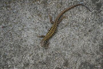 close up of a lizard on a concrete wall in toscany italy