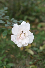 white rose flower