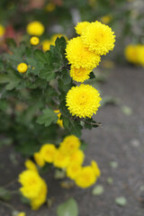 yellow flowers in the garden