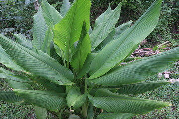 Obraz premium turmeric plant on pot in farm