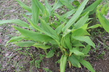 turmeric plant on pot in farm