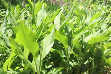 turmeric plant on pot in farm