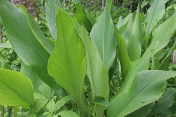 turmeric plant on pot in farm