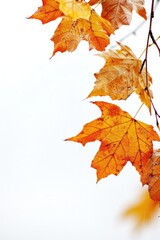 Fototapeta premium A close up of a branch with a few leaves on it