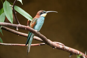 Bienenfresser (Merops apiaster), Vogel, Zugvogel, Ast, Schnabel, lang, braun, bunt, blau, Federn