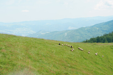 Young hairy sheep are standing and grazing in the grass in the middle of a field in the mountains. The concept of breeding farm and agriculture animals, lamb, free range