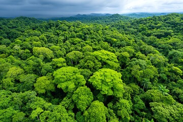 Aerial view, dense foliage, rich biodiversity suggests the life teeming beneath the canopy
