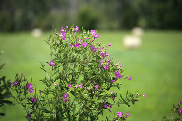 Purple wildflowers on a green background.