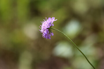 Lilac wildflower Knautia arvensis on a long stem.