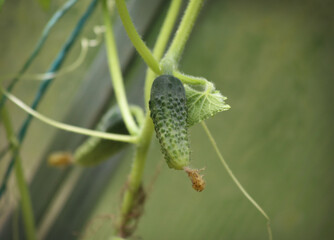 Small green cucumber on a branch in the garden.