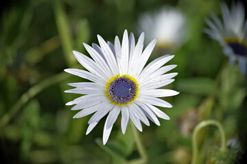 Obraz premium Arctotis Venusta