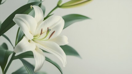 Fototapeta premium A close-up of a single lily with a large area of out-of-focus greenery for text.