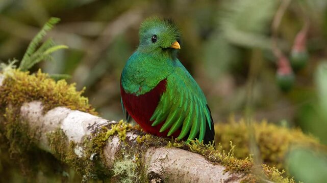 Tropic bird Quetzal, Pharomachrus mocinno, from nature Costa Rica, detail portrait. Magnificent sacred mystic green and red bird. Resplendent Quetzal in jungle habitat. Wildlife scene from Costa Rica.