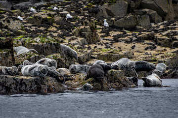 Colony With Group Of Atlantic Grey Seals (Halichoerus Grypus) On The Isle Of May In The Firth Of Forth Near Anstruther In Scotland