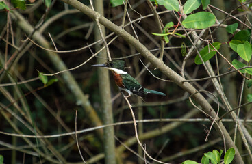 Green Kingfisher