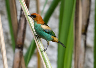 Obraz premium endangered colorful bird
