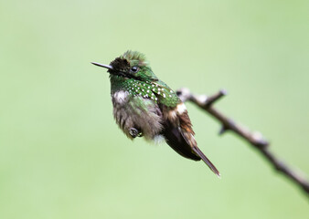 hummingbird perched