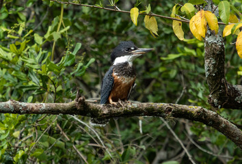Kingfisher perched
