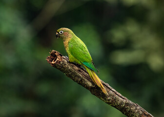 Parakeet perched