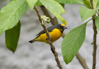 songbird perched in twig
