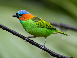 colorful bird on a branch