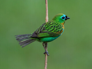 Tropical colorful bird