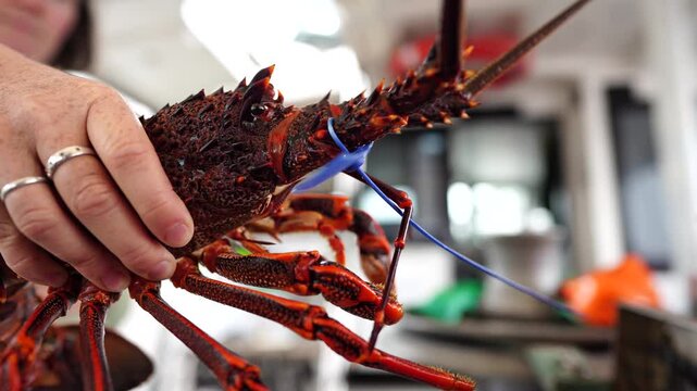 close up of a Catching live Lobster in America. lobster crayfish in Tasmania Australia. ready for chinese new year in spring
