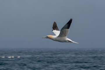 Flying Seabird Northern Gannet (Morus Bassanus) On Island Bass Rock In The Atlantic Ocean Of Firth of Forth At North Berwick Near Edinburgh In Scotland