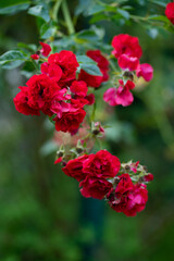 Fototapeta premium red bush roses grow on a bush