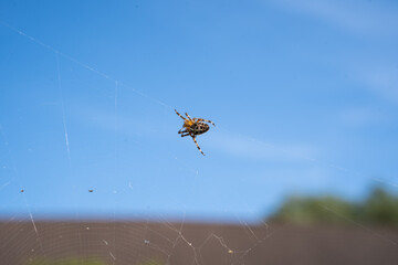 a large spider sits in its web