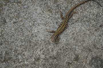 close up of a lizard on a concrete wall in toscany italy