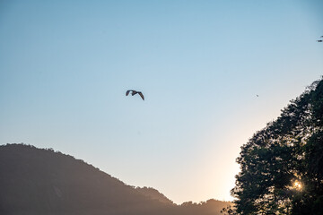 Aves e Natureza da Praia do Anil, em Angra dos Reis, Rio de Janeiro, Brasil.