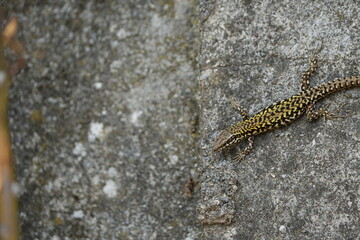 close up of a lizard on a concrete wall in toscany italy