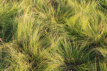 Prairie dropseed monoculture in late summer at Linne Woods in Morton Grove, Illinois