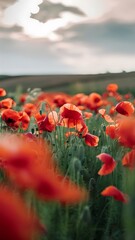 Blurred and defocused image of red beautiful poppies bloom, poppy red flowers meadow