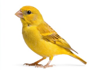 Yellow canary bird standing on white background