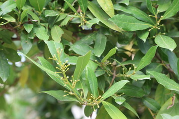 Berries and leaves of daphne (Laurel) tree