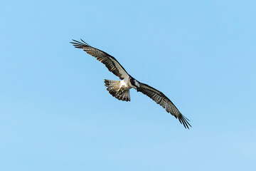 Obraz premium Balbuzard pêcheur, Pandion haliaetus, Western Osprey
