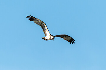 Balbuzard pêcheur, Pandion haliaetus, Western Osprey